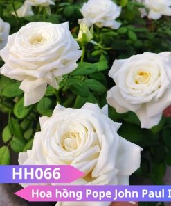 Hoa hồng Pope John Paul II - HH066