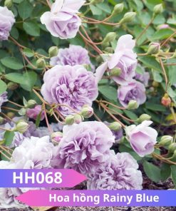 Hoa hồng Rainy Blue - HH068