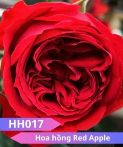 Hoa hồng Red Apple - HH017