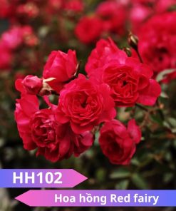 Hoa hồng Red fairy - HH102