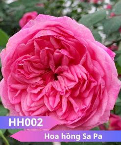 Hoa hồng Sa Pa - HH002
