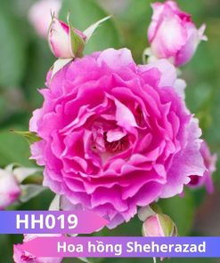 Hoa hồng Sheherazad - HH019