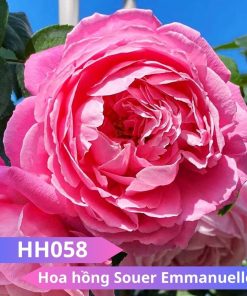 Hoa hồng Souer Emmanuelle - HH058