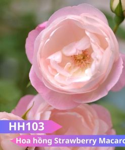Hoa hồng Strawbery Macaron - HH103